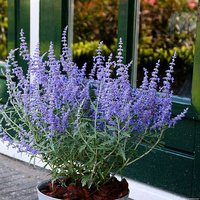 Perowskia Łobodolistna Lacey Blue Perovskia Atriplicifolia 9