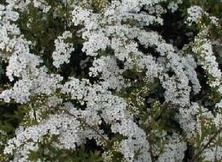 Tawuła szara Grefsheim Spiraea x cinerea 9-1l