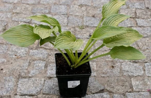 Funkia Sharmon Hosta 1 - 2l