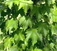 Winobluszcz trójklapowy Parthenocissus tricuspidata 1l