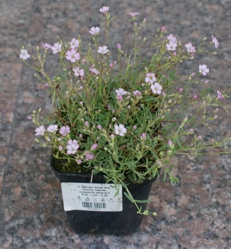 Gipsówka Rosenschleier Gypsophila hybride
