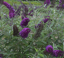 Budleja Dawida Magenta Munchkin Buddleja Davidii