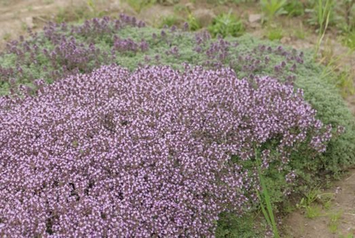 Macierzanka  Omszona Thymus Lanuginosus 9