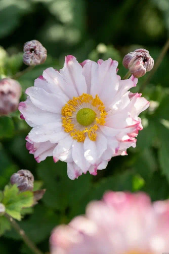 Zawilec Garden Breeze Pink Touch Anemone Hybrida