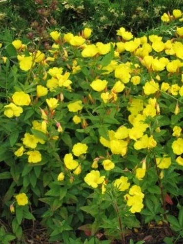 Wiesiołek czworokątny Oenothera tetragona