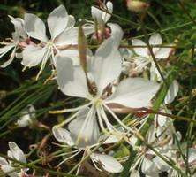 Gaura Gaura lindheimeri