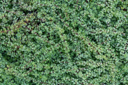 Macierzanka wczesna Pseudolanuginosus Thymus Praecox