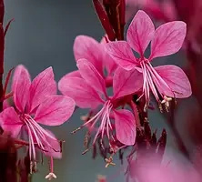 Gaura Baby Butterfly Dark Pink Gaura lindheimeri