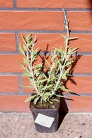 Perowskia Łobodolistna Lacey Blue Perovskia Atriplicifolia 9