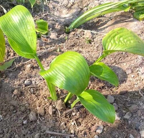 Funkia Jurassic Park Hosta