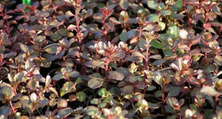 Rozchodnik kaukaski Voodoo Sedum spurium 9