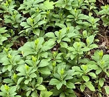 Runianka japońska Green Carpet Pachysandra Terminalis 1l