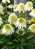 Jeżówka Delicious Nougat  Echinacea 9