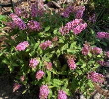 Budleja Butterfly Candy Little Pink Buddleja davidii 1l