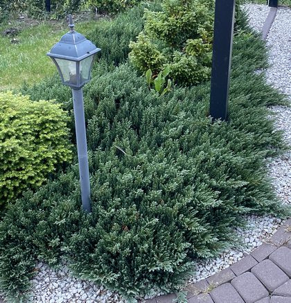 Jałowiec płożący Grey Pearl Juniperus horizontalis 9