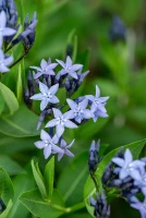 Amsonia nadreńska Blue Ice Amsonia tabernaemontana