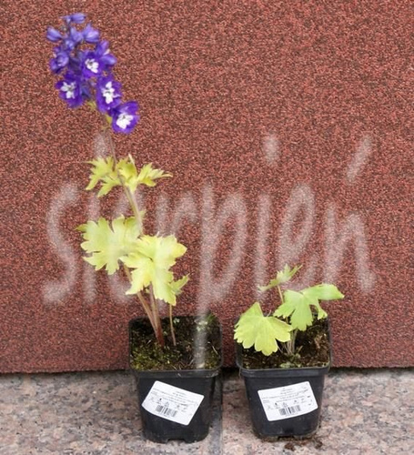 Ostróżka King Arthur Delphinium Cultorum Pacific
