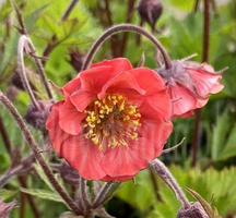 Kuklik Flames of Passion Geum 9