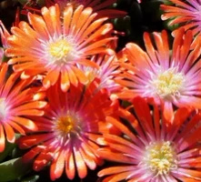 Delosperma Jewel of Desert Sunstone Delosperma cooperi
