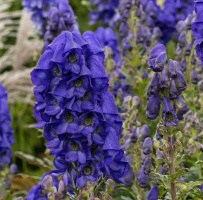 Tojad  Arendsii Aconitum carmichaelii 1l