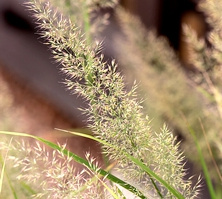 Trzcinnik krótkowłosy Calamagrostis brachytricha 1l