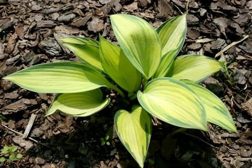 Funkia June Hosta 1l