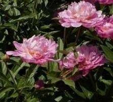 Piwonia Chińska Suzette Peonia (Paeonia) Lactifolia 2-3l