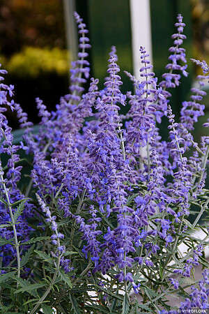Perowskia Łobodolistna Lacey Blue Perovskia Atriplicifolia 9