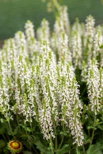 Szałwia omszona Alba (Adrian) Salvia nemorosa
