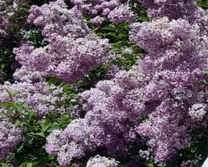 Lilak Meyera Palibin Syringa Meyeri 2l