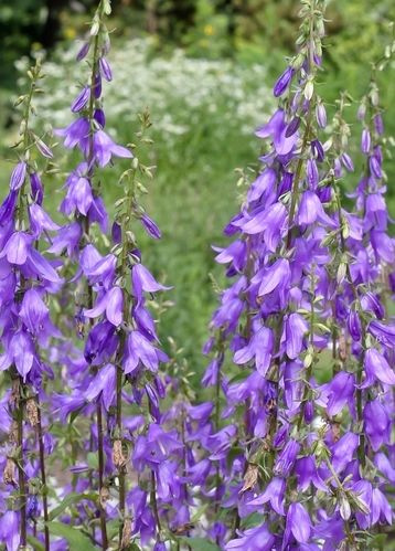 Dzwonek jednostronny Campbell Blue Campanula rapunculoides 9-1l