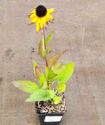 Rudbekia Błyskotliwa Goldstrum Rudbeckia Fulgida 9