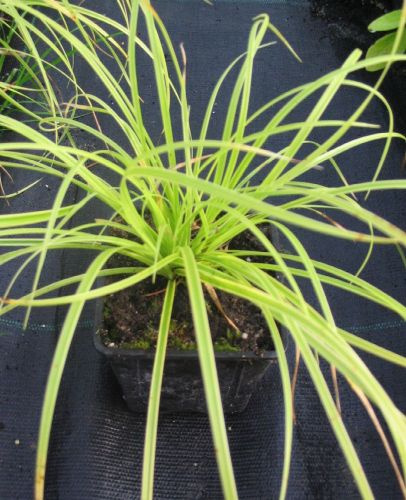 Turzyca Gold Fountain Carex dolichostachya 