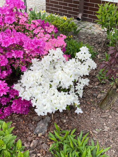 Azalia japońska Schneesturm Azalea japonicum 1l