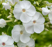 Floks, Płomyk David Phlox Paniculata
