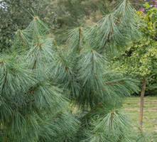 Sosna Himalajska Pinus wallichiana=griffithii 11