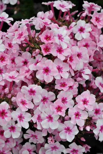 Floks, Płomyk Early Pink Phlox Paniculata 