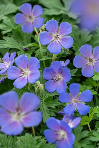 Bodziszek himalajski Baby Blue Geranium himalayense