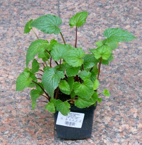 Dzwonek kropkowany Milky Way Campanula Punctata 9
