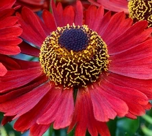 Dzielżan Jesienny Siesta Helenium Autumnale1l