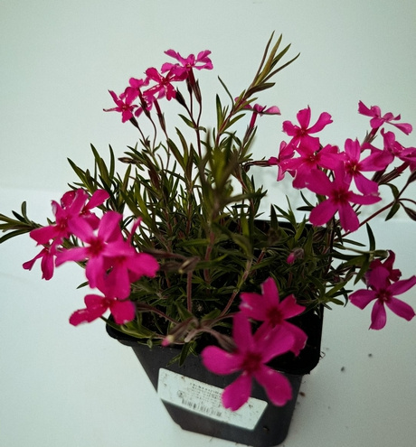 Floks szydlasty Atropurpurea Phlox subulata 9
