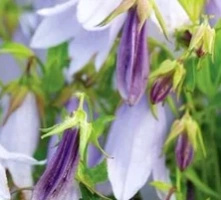 Dzwonek kropkowany Iridescent Bells Campanula punctata 1l