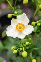 Zawilec Summer Breeze Snow Anemone Hybrida