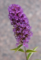 Budleja Free Petite Tutti frutti Buddleja hybryda1l