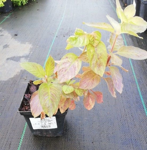 Tojeść Kropkowana Lysimachia Punctata 9