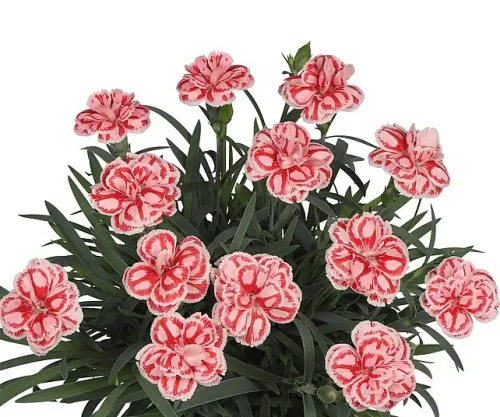 Goździk Raspberry Eyes Dianthus hybrida