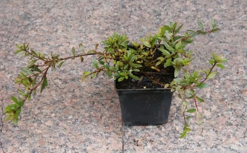 Azalia japońska Alexander Azalea japonicum 11
