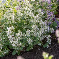 Kocimiętka Fasena Snowflake Nepeta Faassenii