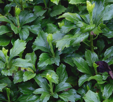 Runianka japońska Green Sheen Pachysandra Terminalis 1l