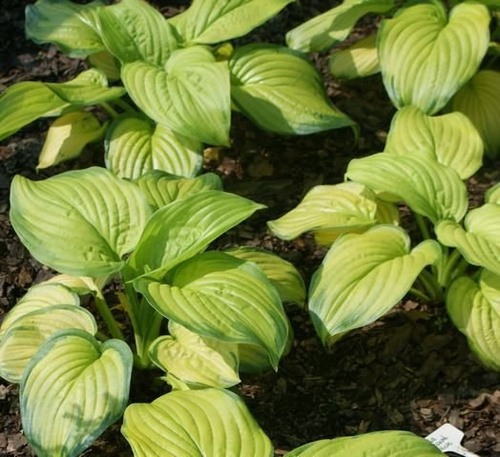 Funkia Stained Glass Hosta 1l